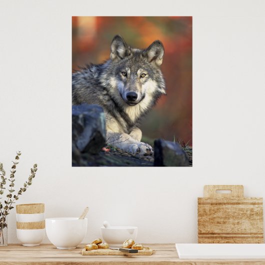 Mooie Wolf Poster (Keuken)