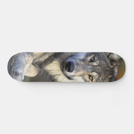 Mooie Wolf Skateboard (Horizontaal)