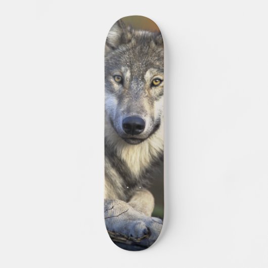 Mooie Wolf Skateboard (Voorkant)