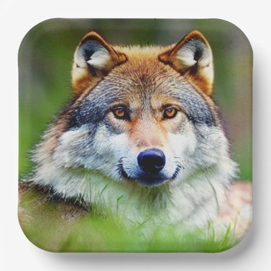 Mooie wolfkop schilderen papieren bordje (Voorkant)