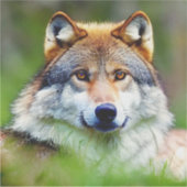 Mooie wolfkop schilderen sticker (Voorkant)