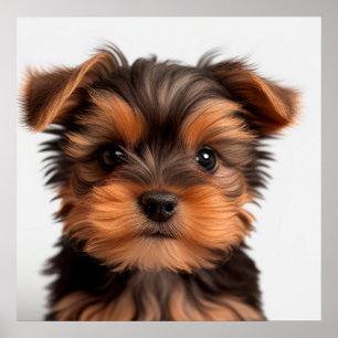 Mooie Yorkshire Terrier Puppy Hondenportret Poster
