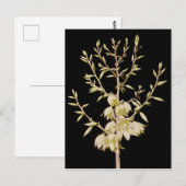 Mooie Yucca Flower Bloom bij nacht in Texas Briefkaart (Voorkant / Achterkant)