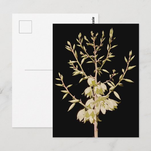 Mooie Yucca Flower Bloom bij nacht in Texas Briefkaart (Voorkant / Achterkant)