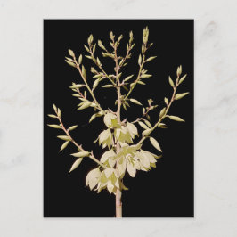 Mooie Yucca Flower Bloom bij nacht in Texas Briefkaart