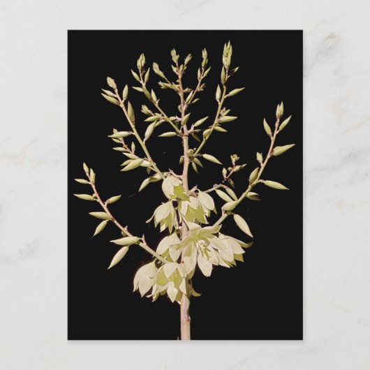 Mooie Yucca Flower Bloom bij nacht in Texas Briefkaart (Voorkant)