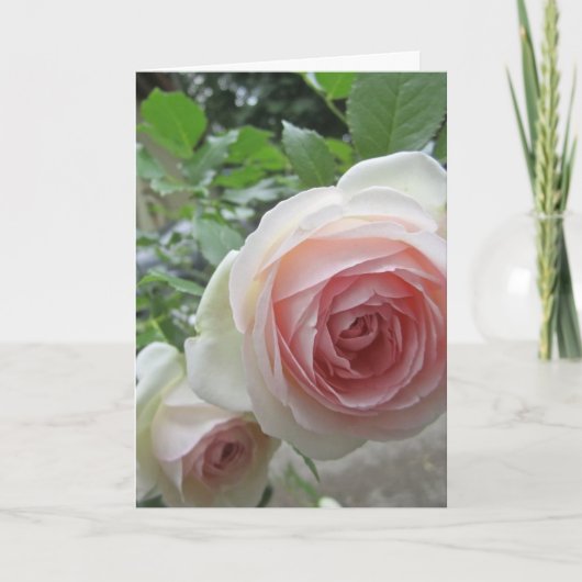 Mooie zachte roze Pierre De Ronsard Rozenkaarten (Voorkant)