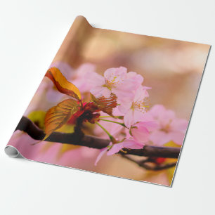 Mooie zachte roze Sakura-ventilator in Springtime Cadeaupapier