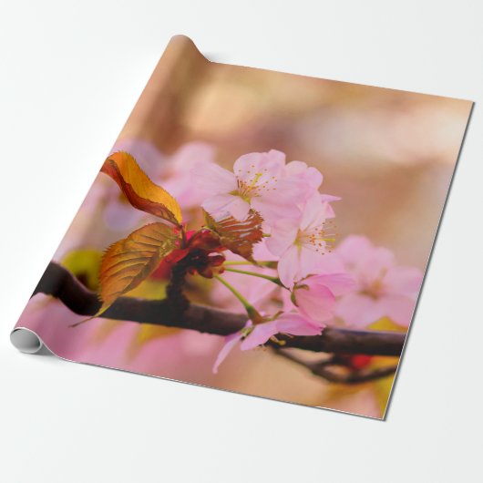 Mooie zachte roze Sakura-ventilator in Springtime Cadeaupapier (Uitgerold)