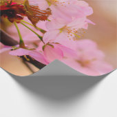 Mooie zachte roze Sakura-ventilator in Springtime Cadeaupapier (Hoek)
