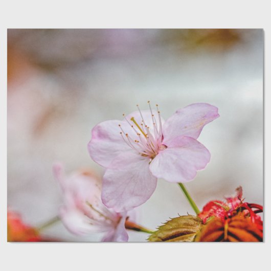 Mooie zachte roze Sakura-ventilator in Springtime Cadeaupapier (Vlak)