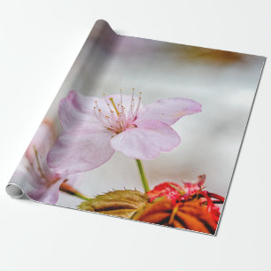 Mooie zachte roze Sakura-ventilator in Springtime Cadeaupapier