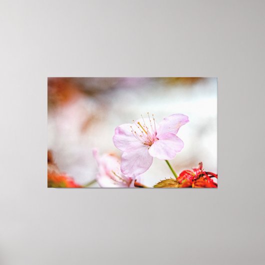 Mooie zachte roze Sakura-ventilator in Springtime Canvas Afdruk (Voorkant)