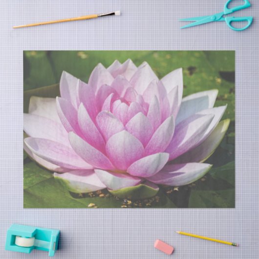Mooie, zachte roze waterLily Tissuepapier (Craft)
