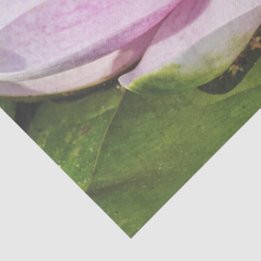 Mooie, zachte roze waterLily Tissuepapier (Detail)