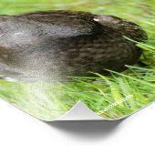 Mooie zalige Grouse in de gras Foto Afdruk (Hoek)