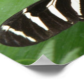 Mooie Zebra Langwingvlinder Print (Hoek)