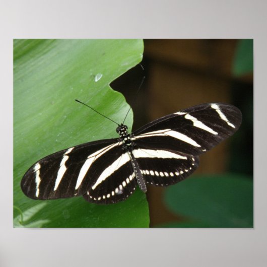 Mooie Zebra Langwingvlinder Print (Voorkant)