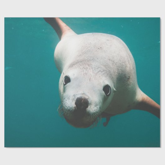 Mooie Zee Lion Cadeaupapier (Vlak)