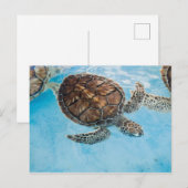 Mooie zeeen schildpad briefkaart (Voorkant / Achterkant)