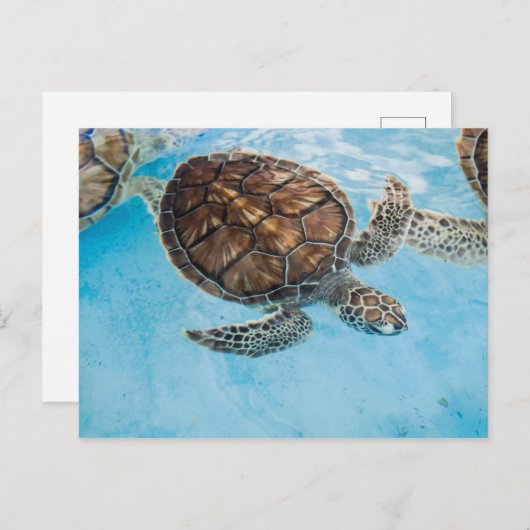 Mooie zeeen schildpad briefkaart (Voorkant / Achterkant)