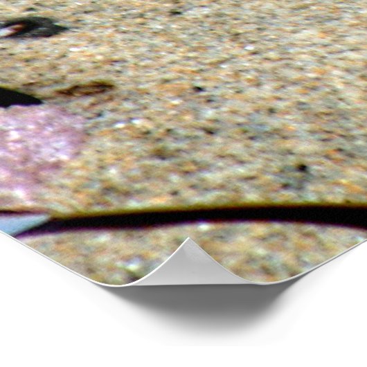 Mooie Zeeen sterren en groene annemonen foto Poster (Hoek)