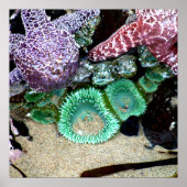 Mooie Zeeen sterren en groene annemonen foto Poster (Voorkant)