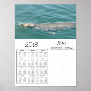 Mooie zeehond zwemmen foto 2018 kalender poster