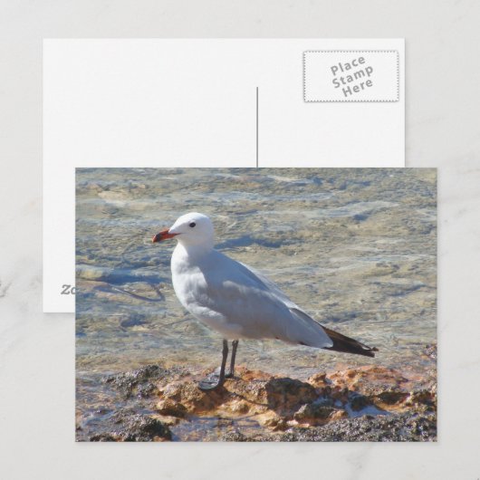 Mooie zeemeeuw op het Zee - Briefkaart (Voorkant / Achterkant)