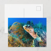 Mooie zeeschildpad en zeeleven  briefkaart (Voorkant / Achterkant)