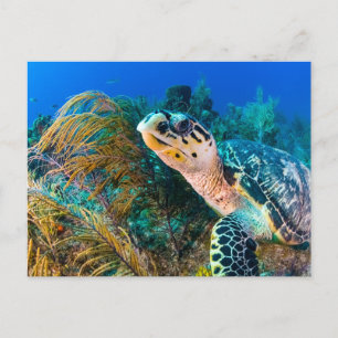 Mooie zeeschildpad en zeeleven briefkaart