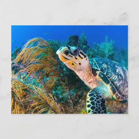 Mooie zeeschildpad en zeeleven  briefkaart (Voorkant)