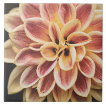 Mooie zomer-Dahlia-bloem ( Florale kunst)