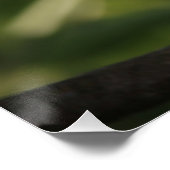 Mooie zonlicht-witte peren bloesem perfect poster (Hoek)