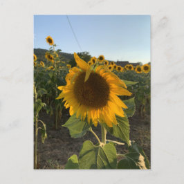 Mooie zonnebloem in de zomer van de zon briefkaart