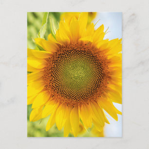 Mooie zonnebloem met citaat van Helen Keller Briefkaart