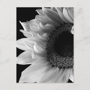 Mooie Zonnebloem Portret in Zwart en Wit Briefkaart