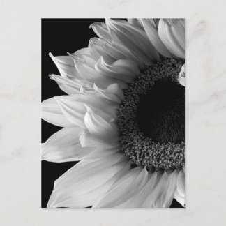 Mooie Zonnebloem Portret in Zwart en Wit Briefkaart