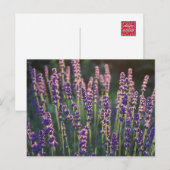 Mooie zonnebloemen briefkaart (Voorkant / Achterkant)