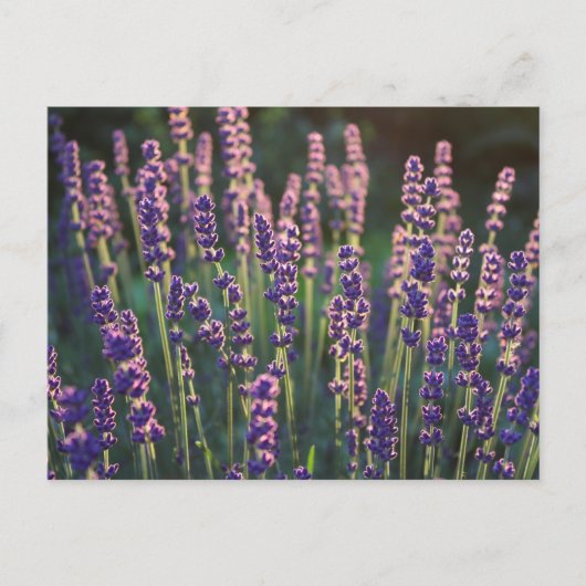 Mooie zonnebloemen briefkaart (Voorkant)