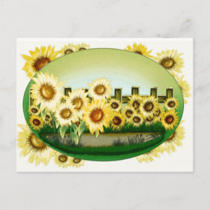Mooie Zonnebloemen Briefkaart