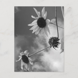 Mooie zonnebloemen in zwart-wit briefkaart