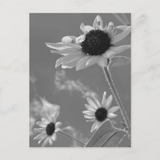 Mooie zonnebloemen in zwart-wit briefkaart