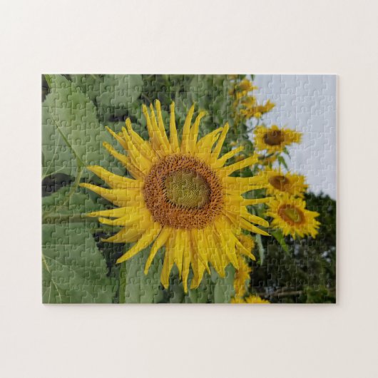 Mooie zonnebloemen legpuzzel (Horizontaal)