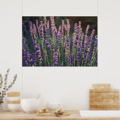 Mooie zonnebloemen poster (Keuken)