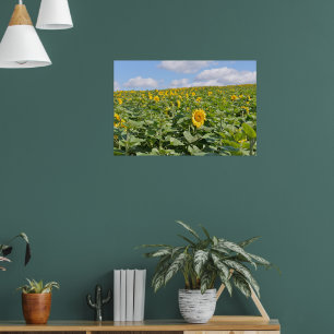 Mooie zonnebloemvelden op een zonnige dag poster