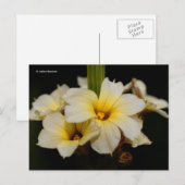 Mooie zonnetjes op zwart briefkaart (Voorkant / Achterkant)