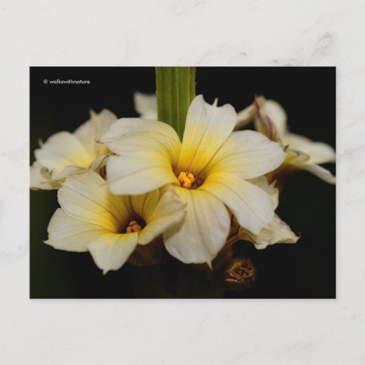 Mooie zonnetjes op zwart briefkaart (Voorkant)