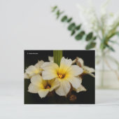 Mooie zonnetjes op zwart briefkaart (Staand voorkant)