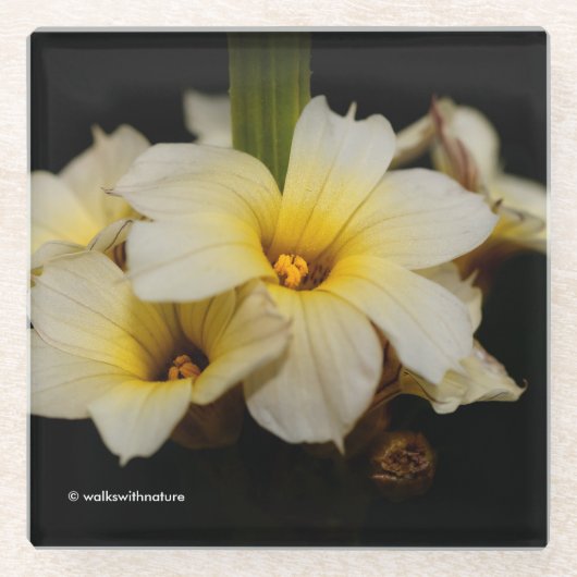 Mooie zonnetjes op zwart glazen onderzetter (Voorkant)